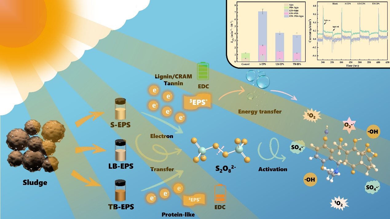 基于污泥胞外聚合物分子的光驅動過硫酸鹽活化機制示意圖